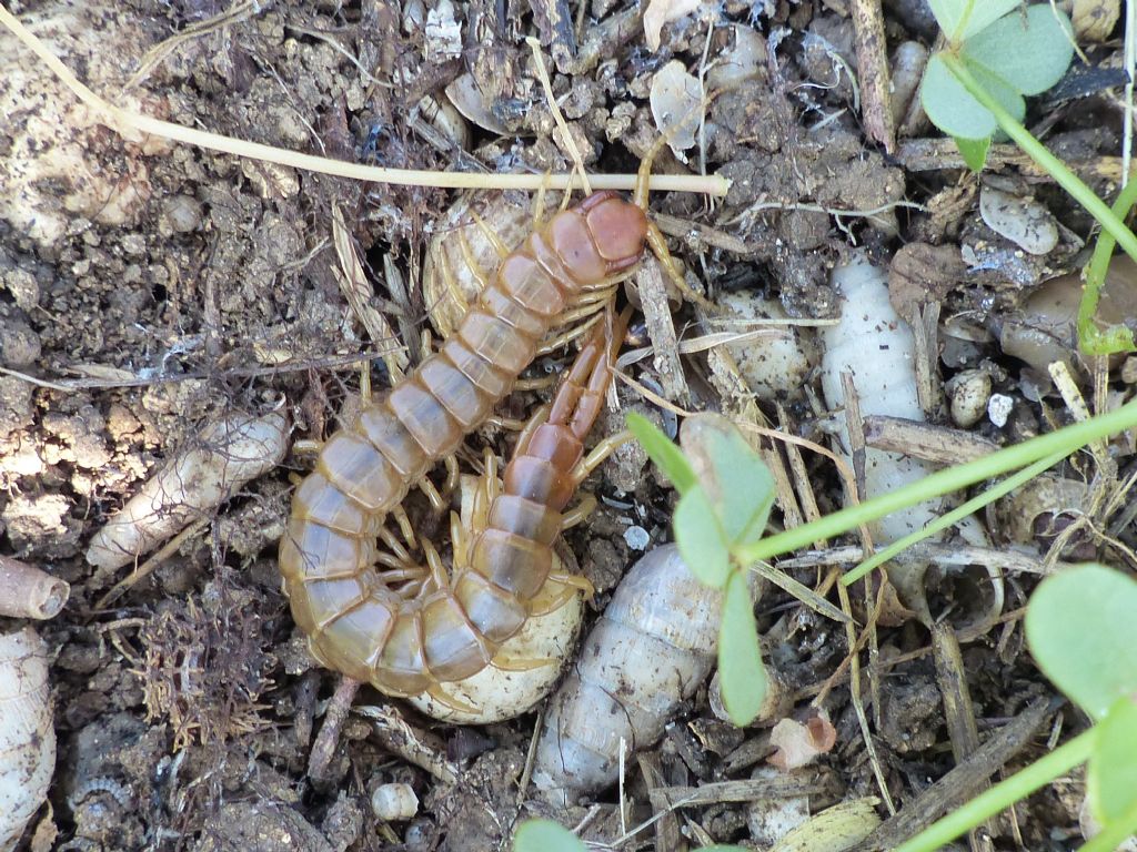 Scolopendra oraniensis? No. Scolopendra cretica